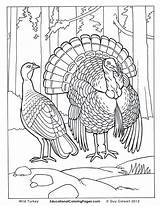 Coloring Pages Turkey Realistic Animal Wild Printable Birds Hunting Animals Real Two Drawing Print Farm Book Bird Life Color Duck sketch template