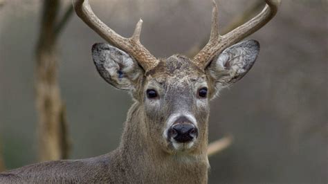 ny deer hunting harvest sees increase   percent