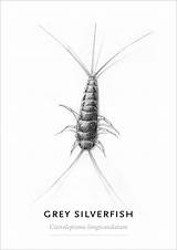 Silverfish Insects sketch template