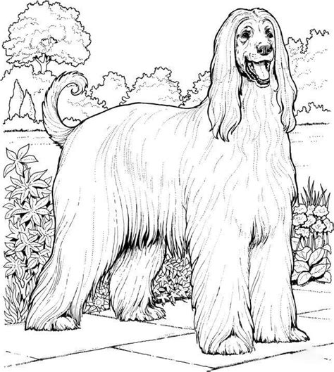 afghan hound dog coloring page  printable coloring pages
