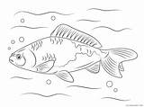 Mewarnai Pez Dorado Colorare Poisson Rouge Freshwater Coloring4free Sheets Crucian Pesce Koki Coloriage 2249 Wakin Sketsa Disegno Rosso Goldfish Colorier sketch template