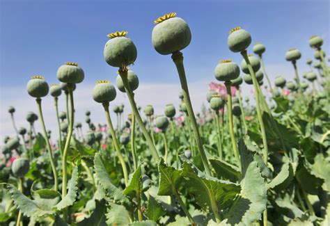afghan opium poppies hit record high   billion  campaign