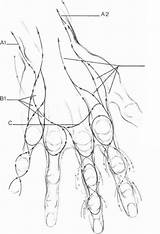Hand Drawing Structure Skeleton Tutorial Loomis Andrew Getdrawings Hands Veins Thk sketch template