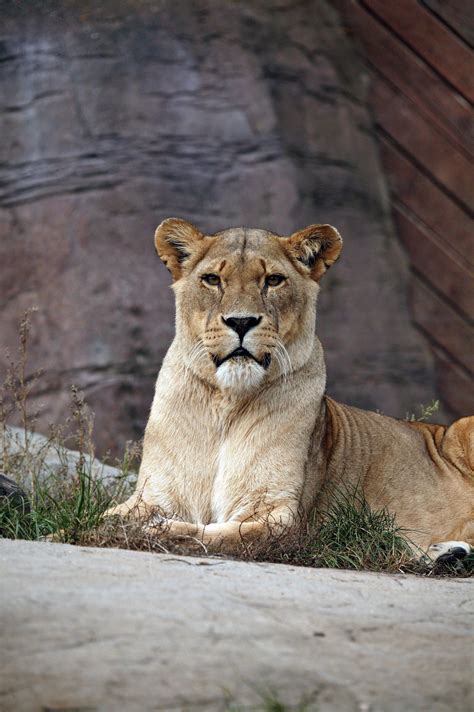 lioness  stock photo