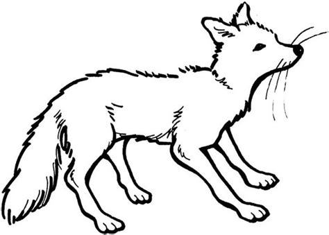 fox colouring pages  kids animal corner