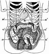 Abdominal Region Etc Clipart Large sketch template