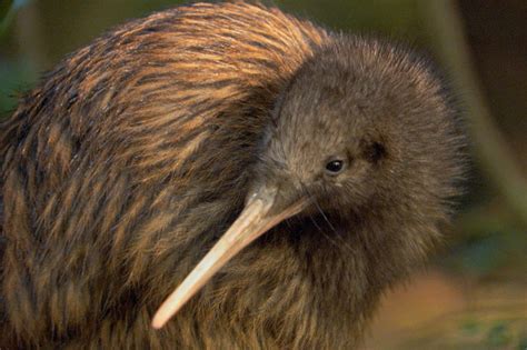 Kiwi Is It A Bird Is It A Fruit New Zealand Story