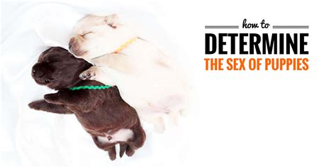 sexing puppies — how to determine the sex of newborn puppies