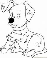 Dalmatian Outline Coloring Dog Template Puppy sketch template