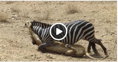 zebra  lion killing fight