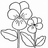 Flower Coloring Pansy Viola Flowers Pages Color Printable Drawings Thecolor Drawing Colouring Getcolorings Kids Colorings Getdrawings Letter Embroidery Patterns sketch template