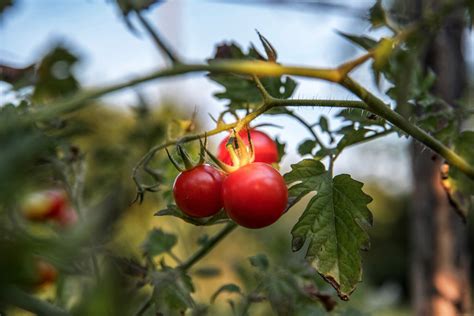 time  pull   tomato plants corner store garden center