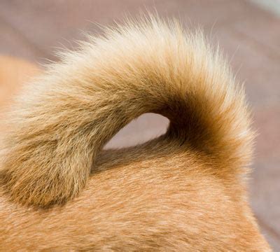 dogs tail