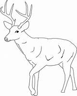 Deer Coloring Pages Template Tailed Printable Baby Buck Cute Kids Whitetail Antlers Clipart Drawing Animal Color Print Templates Antler Mule sketch template