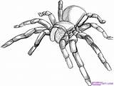 Draw Spider Tarantula Drawing Step Line Cool Drawings Sketches Bugs Sketch Coloring 3d Realistic Sketching Do Colouring Choose Board sketch template