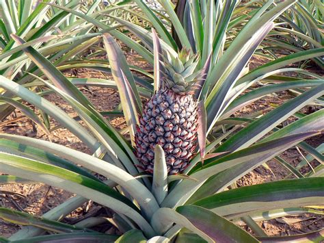 pineapple culture agricultural  photo  pixabay pixabay