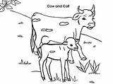 Cow Calf Coloring Pages Dairy Drawing Netart Getdrawings sketch template