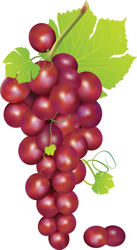 red grapes png   cliparts  images  clipground