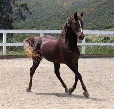 beautiful morgan   pretty horses beautiful horses equine nutrition shire horse morgan