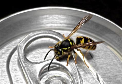 were wasps the catalysts for new beer yeast strains