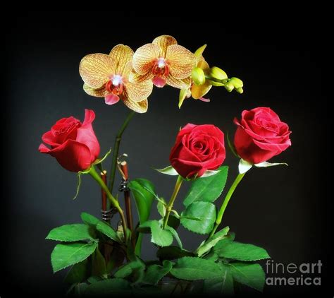 Orchids And Roses Photograph By Renee Trenholm Fine Art America
