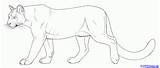 Cougar Puma Cougars Lions Pumas Panthers Dragoart Cristiano Ronaldo sketch template