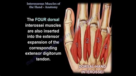 interosseous muscles   hand medical  lumbricals hand anatomy