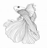 Fighting Siamese Betta Drawings Kampffisch Ausmalen Goldfisch Fisch Zeichnung Colaboración Bryan Gallardo Zeichnen sketch template