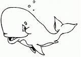 Balena Colorat Balene Desene Bucuroasa sketch template