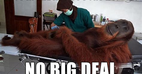 laid back orangutan imgur