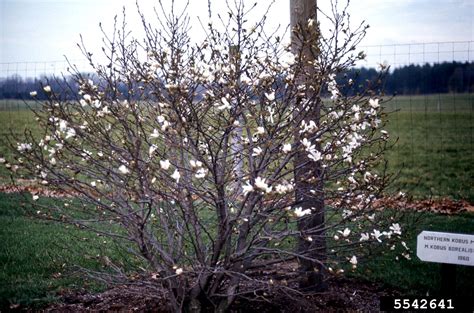 kobus magnolia magnolia kobus