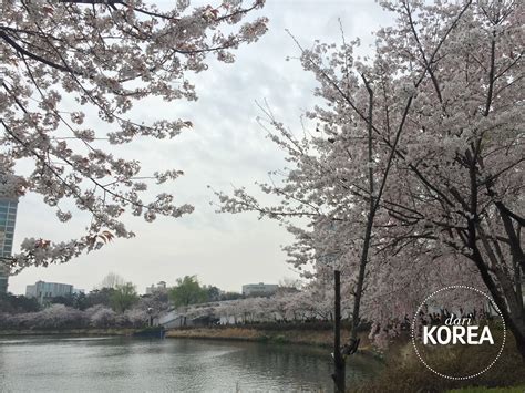 kamu darikorea indahnya musim semi  seoul korea selatan