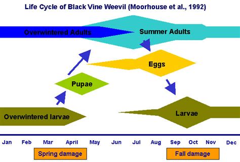 black vine weevil life cycle