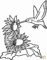 Hummingbird Coloring Pages Hummingbirds Printable Sunflower Sunflowers Flower Flowers Supercoloring Color Birds Print Sheets Bird Adult Getdrawings Drawing Book Clipartmag sketch template