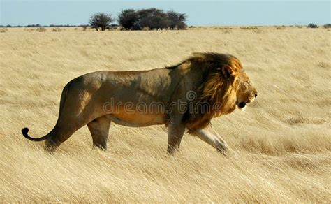 lion walking stock image image  boldly fauna grassland