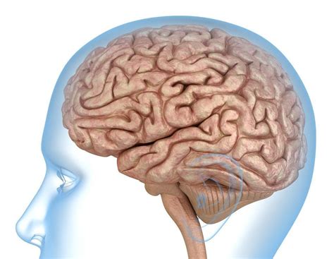 human brain anatomy  model  model cgtrader
