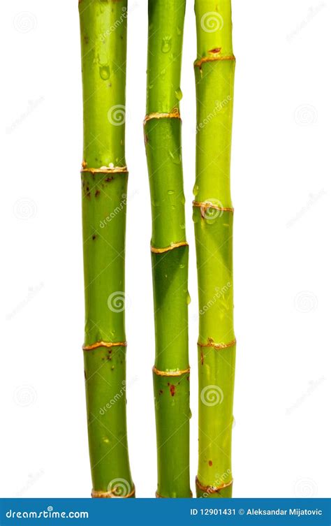 bamboe stock afbeelding image  achtergrond klimaat