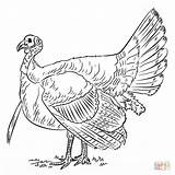 Turkey Coloring Drawing Pages Printable Wild Outline Draw Kids Realistic Drawings Bird Step Supercoloring Turkeys Pencil Tutorials Color Thanksgiving Birds sketch template