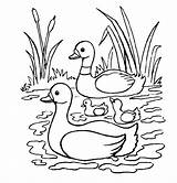 Farm Animal Colorear Para Printable Patitos Coloring Duck Pages Choose Board Print Baby Simple Pato Kids Drawings Dibujos Del sketch template