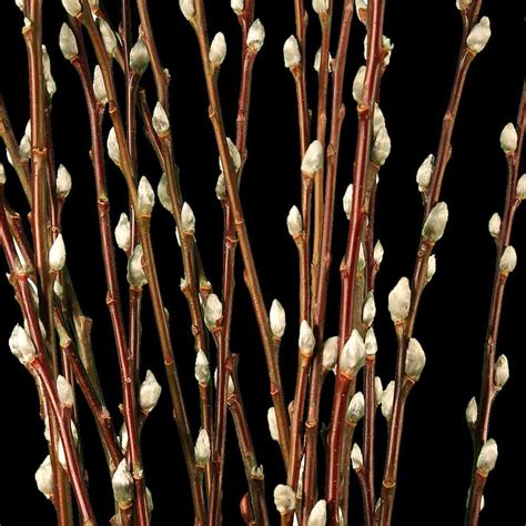 pussy willow decorative branches