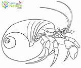 Crab Hermit Coloring Pages Crabs sketch template
