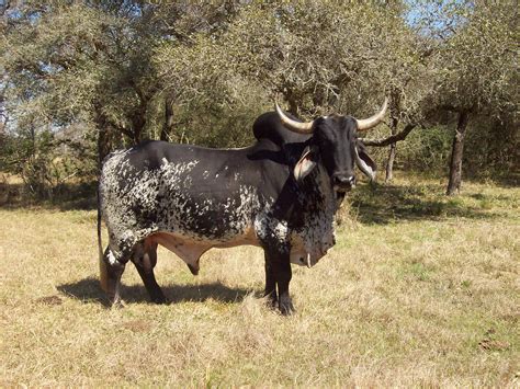 filebrahman cattle sbjpg wikipedia