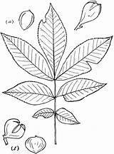 Hickory Carya Genus Raf Nutt Etc Clipart Medium sketch template