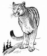 Cougar Drawing Puma Eastern Getdrawings sketch template