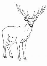 Alce Alces Elk Pintar Deer Pintarcolorir Visit sketch template