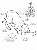 Pointer Coloring Pages Dogs Dog Colorkid Animals Labrador Disegni Da Retriever Adult Choose Board Colouring sketch template