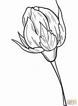 Coloring Bud Rose Pages Drawing sketch template