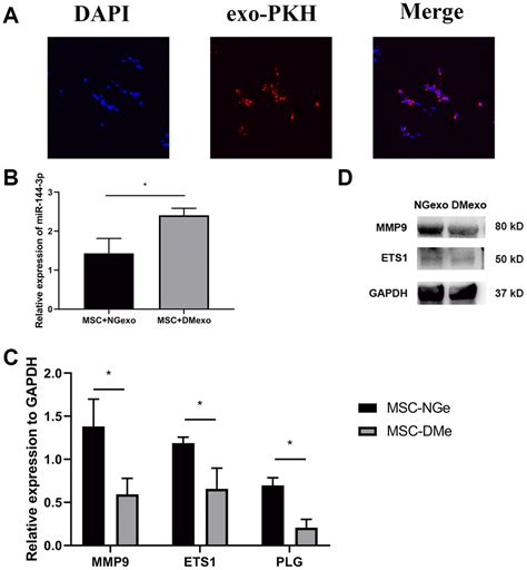 circulating exosomal mir 144 3p inhibits the mobilization of