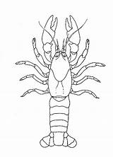 Pages Crawdad Drawing Crawfish Coloring Template sketch template