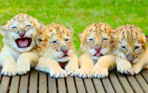 Whiter Lion And White Tiger Fall In Love And Make Adorable